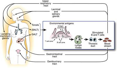 Mucosal immunity: The missing link in comprehending SARS-CoV-2 infection and transmission